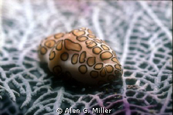 Flamingo Tongue shot with a Nikonos RS, 50mm Macro, and 2... by Alan G. Miller 